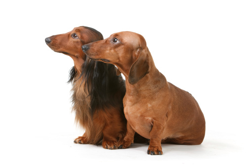 2 dachshund male dog - long-haired and short-haired, chestnut