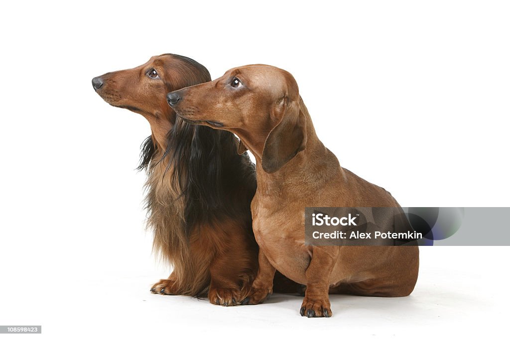 Dois Texugo americano-gogs - Royalty-free Cão Foto de stock