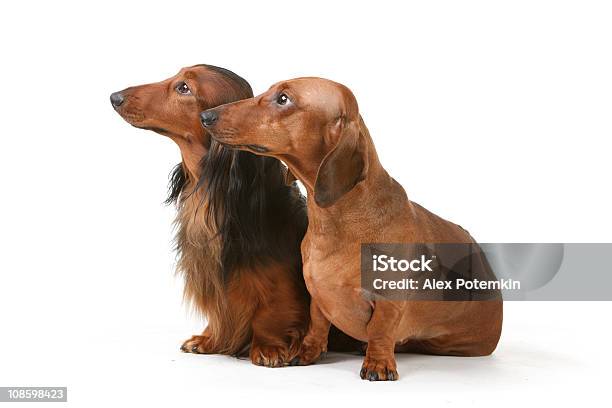 Dois Texugo Americanogogs - Fotografias de stock e mais imagens de Cão - Cão, Fundo Branco, Cabelo Comprido