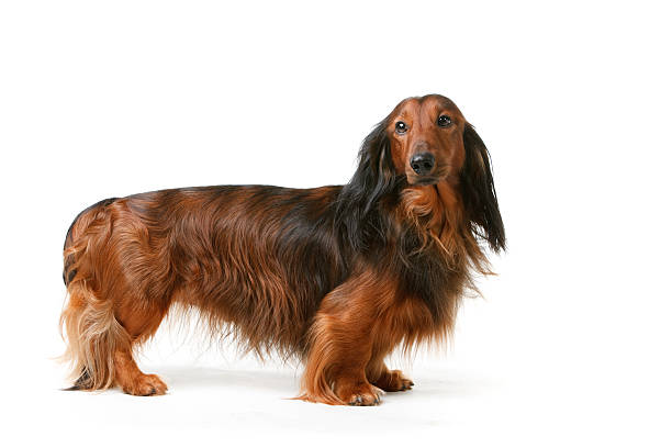 tejón perro de pelo largo - dachshund dog fotografías e imágenes de stock