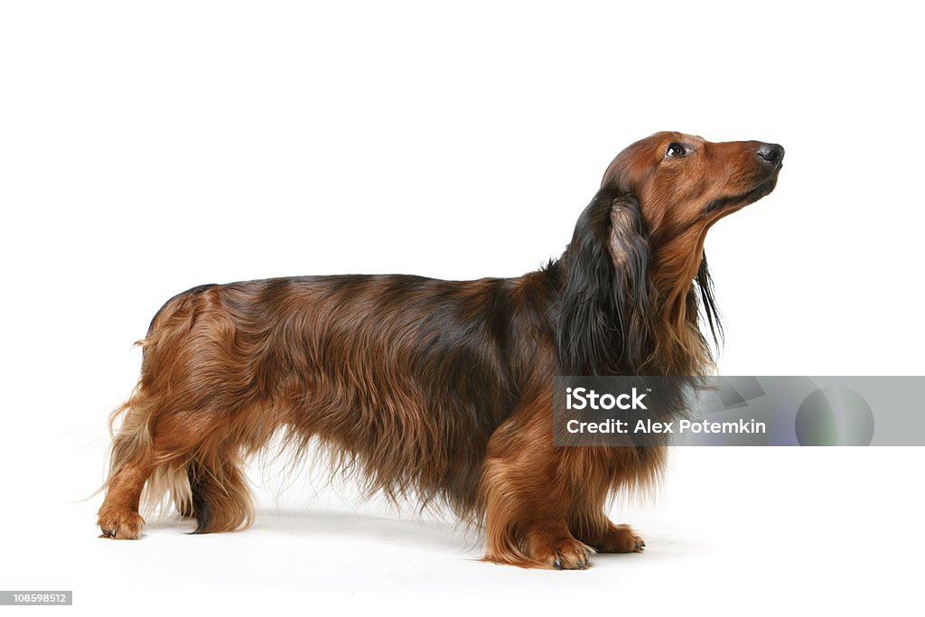 ロング haired バッジャー犬 - ダックスフントのロイヤリティフリーストックフォト
