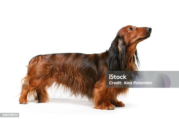 Texugo Cão De Pêlo Comprido - Fotografias de stock e mais imagens de Dachshund - Dachshund, Cabelo Comprido, Cão