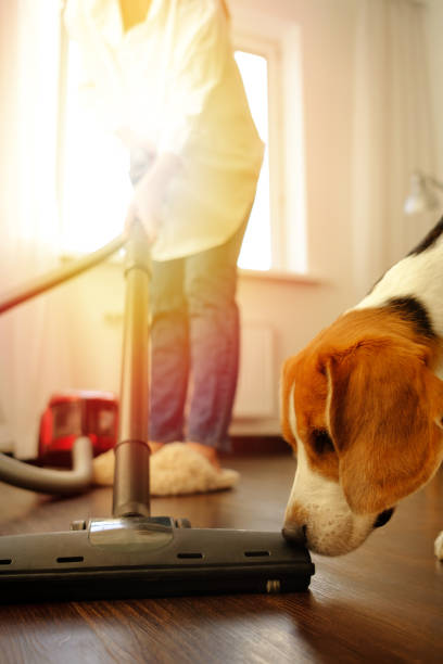 istock Girl vacuuming with a dog 1085985158