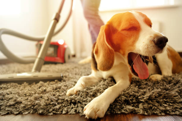 istock Girl vacuuming with a dog 1085985234