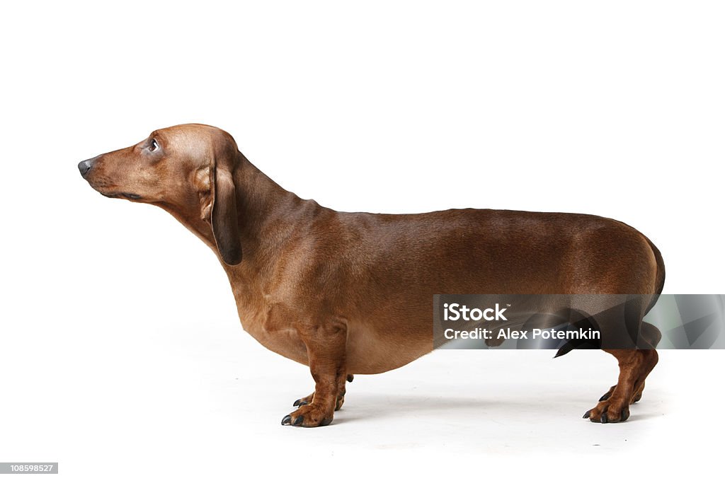 short haired badger-dog dachshund male dog, long-haired, chestnut Dachshund Stock Photo