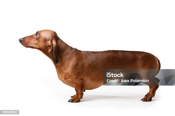 Short Haired Badgerdog Stock Photo - Download Image Now - Dachshund, Portrait, Brown