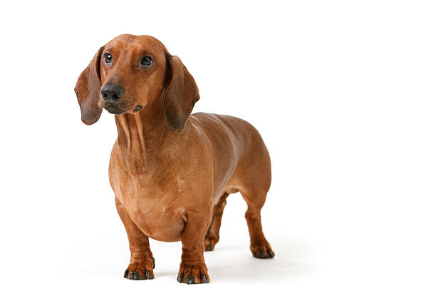 10,698 Small Short Haired Dogs Stock Photos, Pictures & Royalty-Free Images - iStock 10,698 Small Short Haired Dogs Stock Photos, Pictures & Royalty-Free Images - iStock