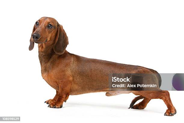 Short Aus Langhaarigem Dachshund Stockfoto und mehr Bilder von Dackel - Dackel, Hund, Freisteller – Neutraler Hintergrund