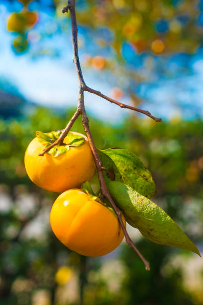 Japanese persimmon in Toyama, Japan. Toyama is a city of Japan located in the Hokuriku district.