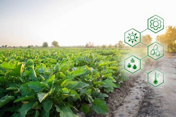 istock Eggplant in the field. Scientific work and development of new methods and selection of varieties. High technologies and innovations in agro-industry. Investing in farming. Study quality of soil 1085988758