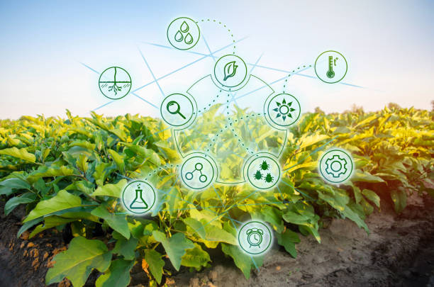 istock Eggplant in the field. Scientific work and development of new methods and selection of varieties. High technologies and innovations in agro-industry. Investing in farming. Study quality of soil 1085988760