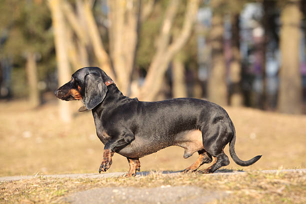 preto de pêlo curto texugo americano cachorro na erva seca - snif imagens e fotografias de stock