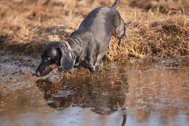 preto de pêlo curto texugo americano cachorro vão à água - snif imagens e fotografias de stock