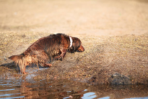 molhado de pêlo comprido dachshound ficar fora da água - snif imagens e fotografias de stock