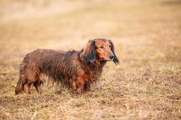 molhado de pêlo comprido texugo americano cachorro na erva seca - snif imagens e fotografias de stock