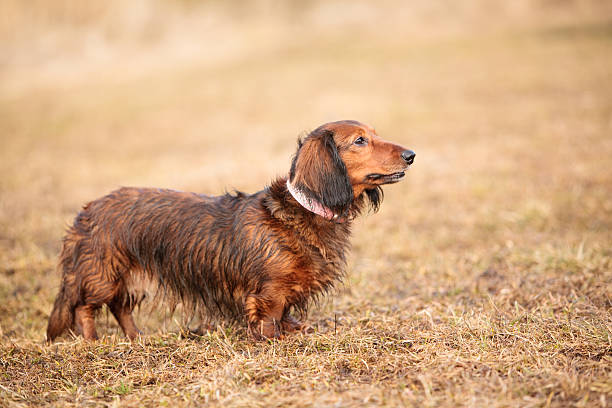 molhado de pêlo comprido texugo americano cachorro na erva seca - snif imagens e fotografias de stock