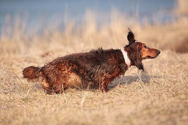 molhado de pêlo comprido cão snaked de texugo americano - snif imagens e fotografias de stock