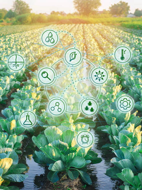 istock Natural watering of agriculture. High technologies and innovations in agro-industry. Study quality of soil and crop. Scientific work and development of new methods and selection of varieties. 1085990952