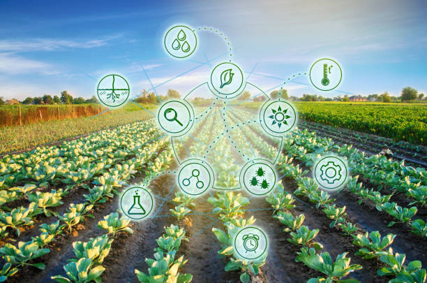 istock Cabbage in the field. High technologies and innovations in agro-industry. Study quality of soil and crop. Scientific work and development of new methods and selection of varieties Investing in farming 1085991422