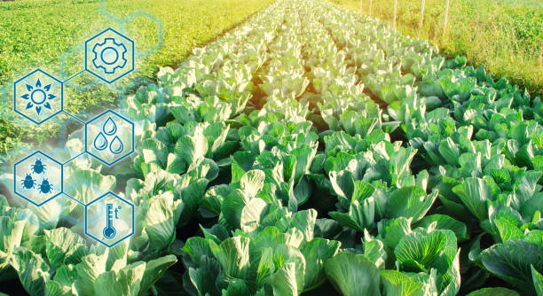 istock Cabbage in the field. High technologies and innovations in agro-industry. Study quality of soil and crop. Scientific work and development of new methods and selection of varieties Investing in farming 1085991428