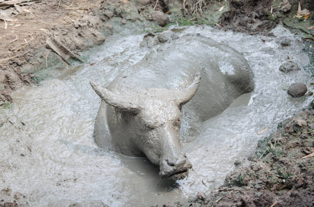 Buffalo played mud in thailand