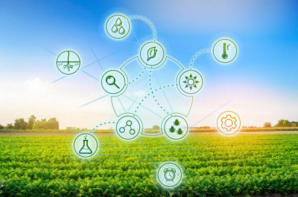 istock Carrots in the field. Scientific work and development of new methods and selection of varieties. High technologies and innovations in agro-industry. Investing in farming Study quality of soil and crop 1085991792
