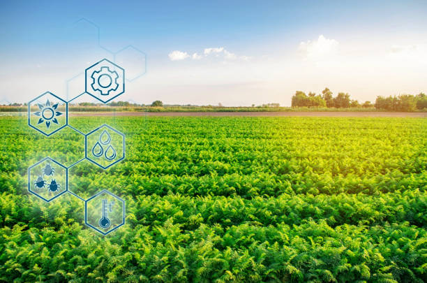 istock Carrots in the field. Scientific work and development of new methods and selection of varieties. High technologies and innovations in agro-industry. Investing in farming Study quality of soil and crop 1085991814