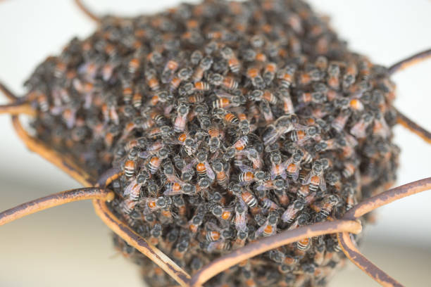 istock Bee building nest and honeycomb on rusty steel grille 1085992404