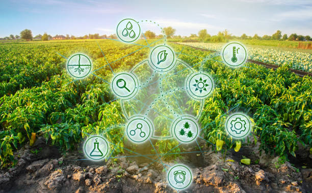 istock Pepper in the field. Scientific work and development of new methods and selection of varieties. High technologies and innovations in agro-industry. Investing in farming. Study quality of soil and crop 1085993736