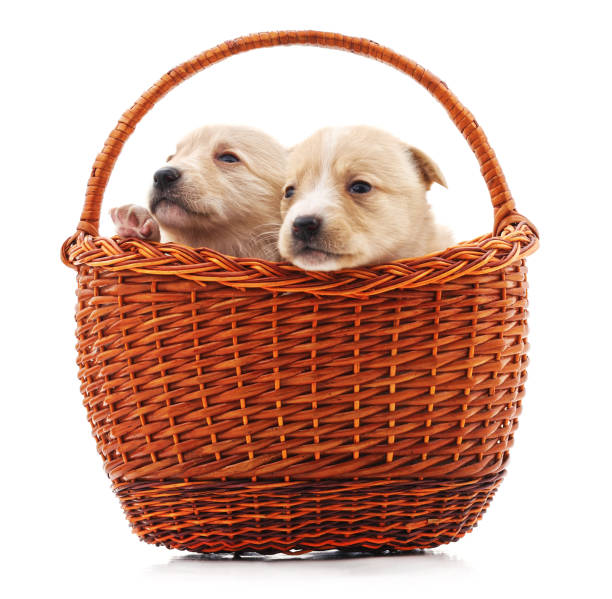 istock Puppies in a basket. 1085993986