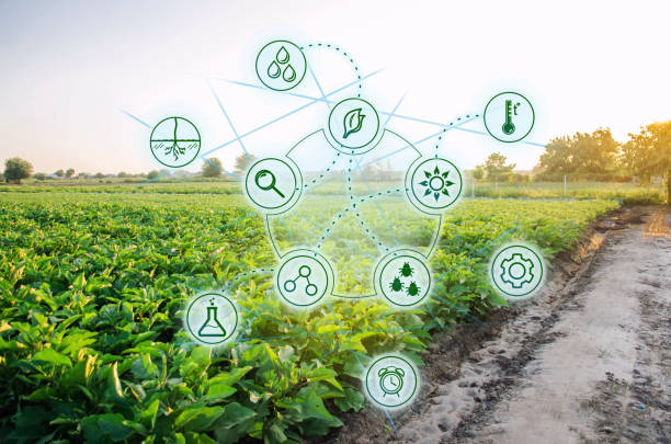 istock Eggplant in the field. Scientific work and development of new methods and selection of varieties. High technologies and innovations in agro-industry. Investing in farming. Study quality of soil 1085994006