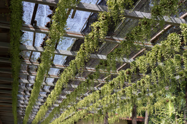 istock roof plant in garden 1085997048