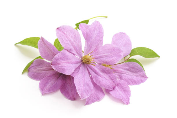 istock Bouquet of purple clematis. 1085997126