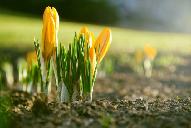 istock Beautiful yellow crocus flowers 1086003490