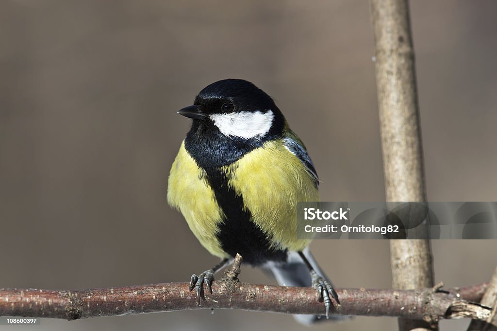 Carbonero común, Parus principales - Foto de stock de Aire libre libre de derechos