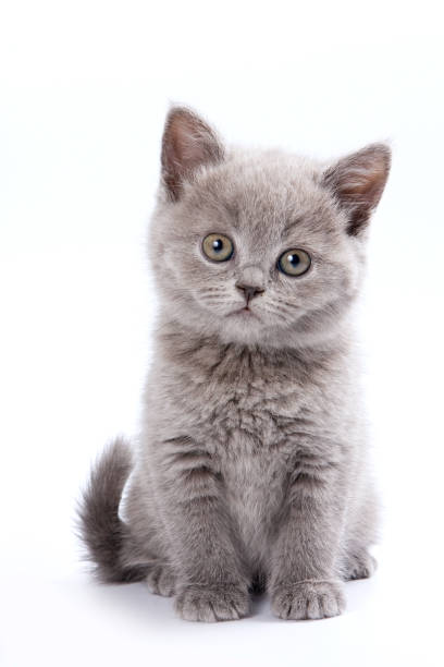 Gray British cat kitten (isolated on white) Gray British cat kitten (isolated on white) purebred cat stock pictures, royalty-free photos & images