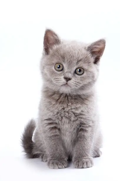 Gray British cat kitten (isolated on white)