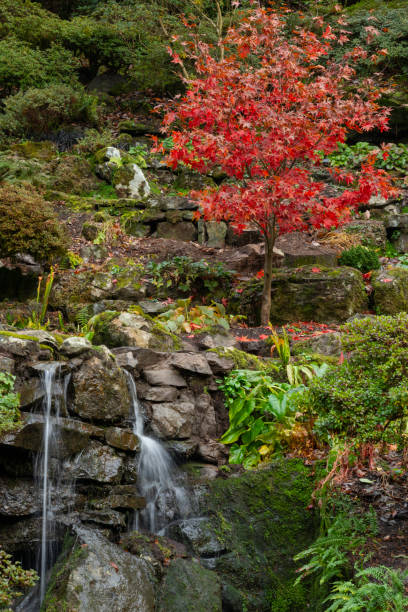 istock Waterfall in Autumn Garden 1086004298