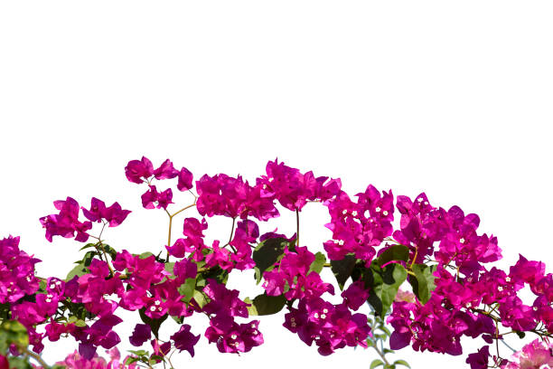 istock Bougainvilleas isolated on white background. 1086005674