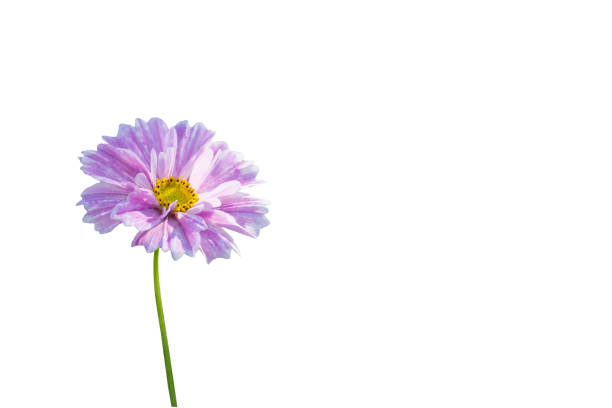istock Cosmos flower isolated on white. Clipping path. 1086005960