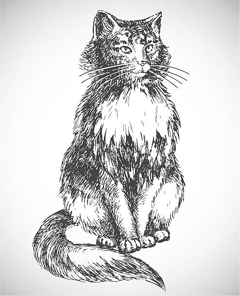 Vector hand drawn illustration of a sitting fluffy cat originally created by me with paper, pencil and ink. Beautifully detailed classic / traditional line art work. Old engraving / woodcut graphic style. The animal is a great design element for backgrounds decoration.