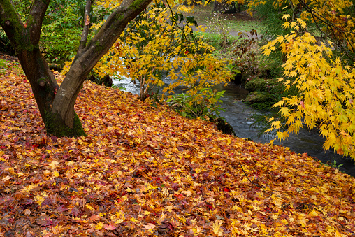 Autumn leaves from Japanese maple with a stream in background