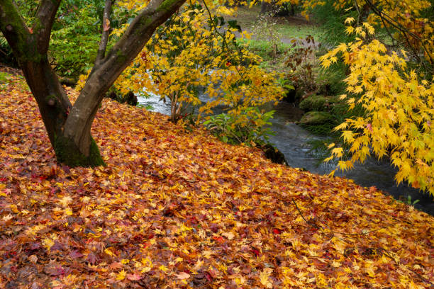 jesienne liście spadły na ziemię - leaf maple maple leaf autumn zdjęcia i obrazy z banku zdjęć