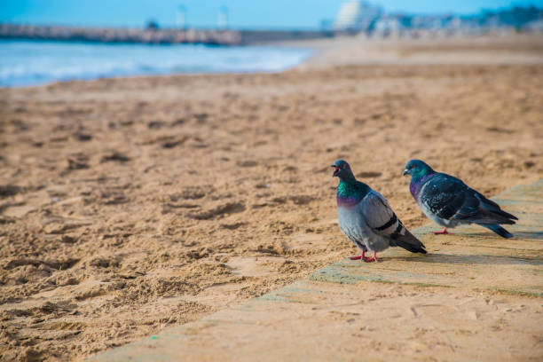istock Birds in Barcelona, Spain 1086009148