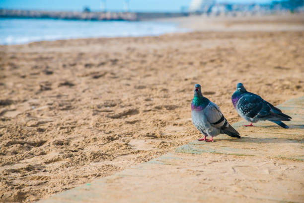 istock Birds in Barcelona, Spain 1086009188