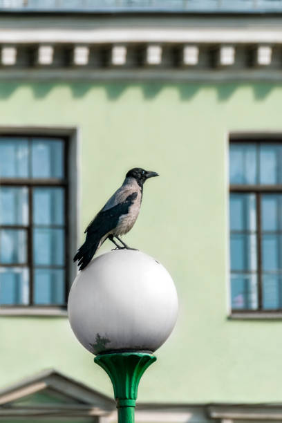 istock Crow on a street lamp. 1086009264