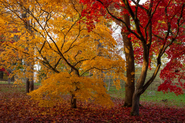 żółte i czerwone klony jesienią - leaf maple maple leaf autumn zdjęcia i obrazy z banku zdjęć