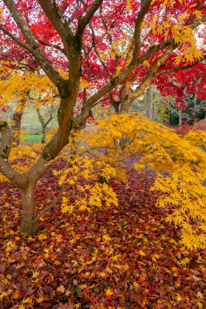istock Yellow and Red Maples in the Fall 1086011536