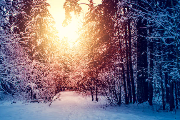 istock Winter snow forest trees sunset background. Red sunset in winter snow forest trees scene. Winter sunset snow forest trees view. 1086012062