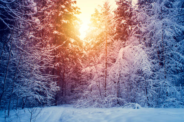 istock Winter snow forest trees sunset background. Red sunset in winter snow forest trees scene. Winter sunset snow forest trees view. 1086012072